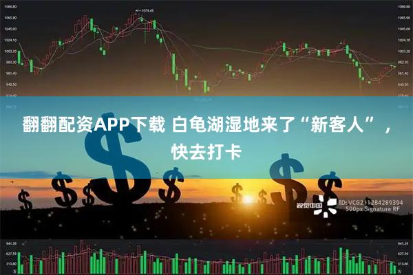 翻翻配资APP下载 白龟湖湿地来了“新客人” ，快去打卡
